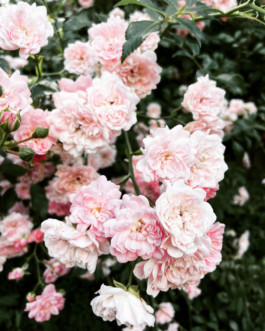 Hildesheimer Rose